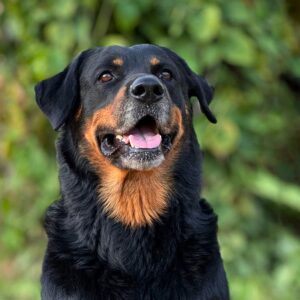 gentle giant plan