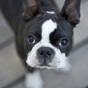 small snout plan