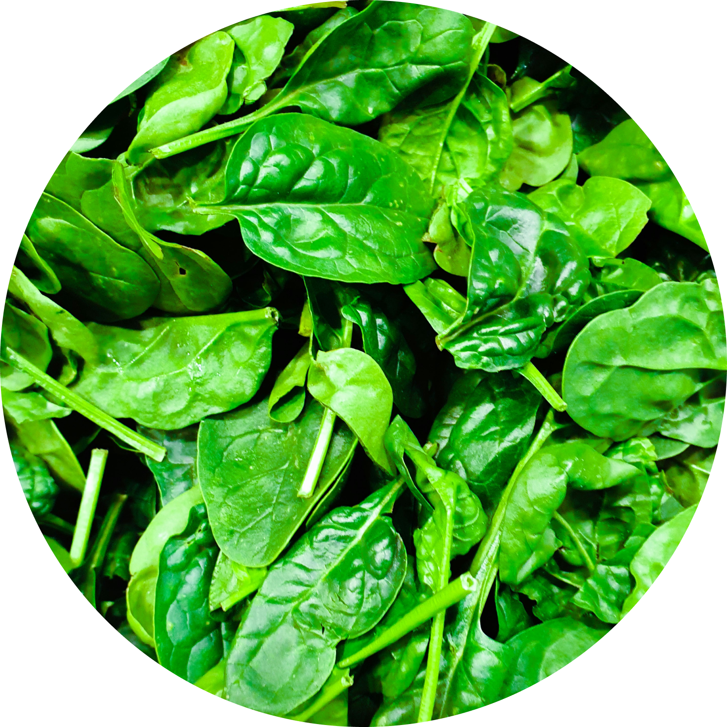 Home spinach