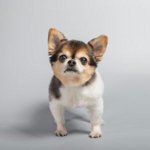 tiny tail plan